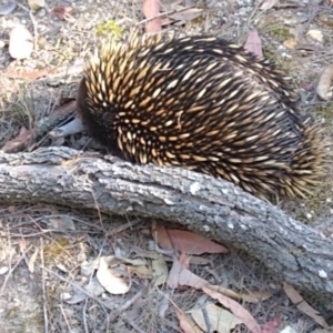 Tachyglossus aculeatus at Bournda, NSW - 3 Oct 2019