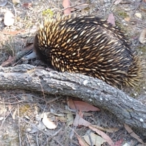 Tachyglossus aculeatus at Bournda, NSW - 3 Oct 2019 03:00 PM