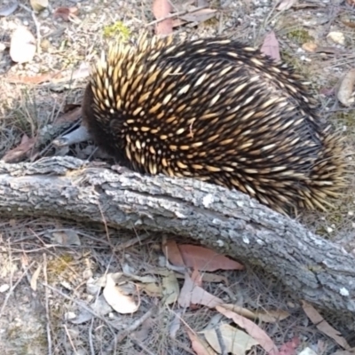 Tachyglossus aculeatus (Short-beaked Echidna) at Bournda, NSW - 3 Oct 2019 by RossMannell