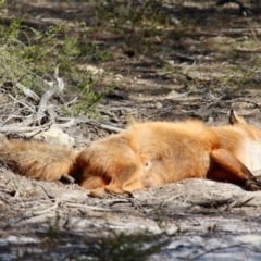 Vulpes vulpes (Red Fox) at Bournda Environment Education Centre - 2 Sep 2019 by RossMannell