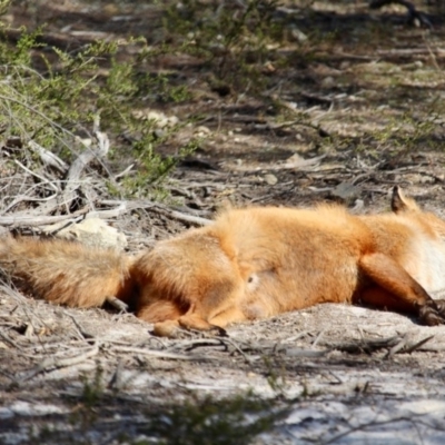 Vulpes vulpes (Red Fox) at Bournda National Park - 2 Sep 2019 by RossMannell