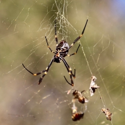 Nephila plumipes (Humped golden orb-weaver) at Wallagoot, NSW - 2 Aug 2019 by RossMannell