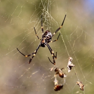 Trichonephila plumipes (Humped golden orb weaver) at Wallagoot, NSW - 2 Aug 2019 by RossMannell