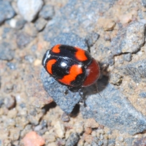 Ditropidus pulchellus at Nerriga, NSW - 23 Nov 2019 05:34 PM