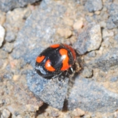 Ditropidus pulchellus at Nerriga, NSW - 23 Nov 2019 05:34 PM