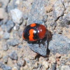 Ditropidus pulchellus at Nerriga, NSW - 23 Nov 2019 05:34 PM