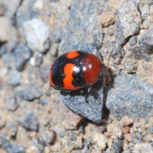 Ditropidus pulchellus at Nerriga, NSW - 23 Nov 2019 05:34 PM