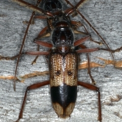 Phoracantha recurva (Yellow Phoracantha borer) at Mount Ainslie - 20 Nov 2019 by jb2602