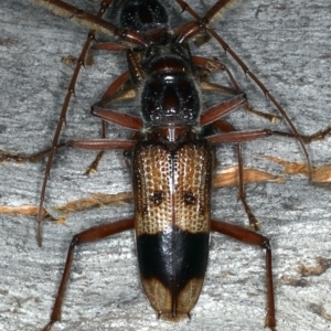 Phoracantha recurva at Ainslie, ACT - 20 Nov 2019