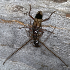 Phoracantha recurva at Ainslie, ACT - 20 Nov 2019 10:13 PM