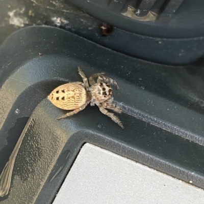 Opisthoncus grassator (Jumping spider) at Aranda, ACT - 26 Nov 2019 by Jubeyjubes