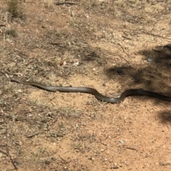 Pseudonaja textilis (Eastern Brown Snake) at Spence, ACT - 27 Nov 2019 by IanPollard