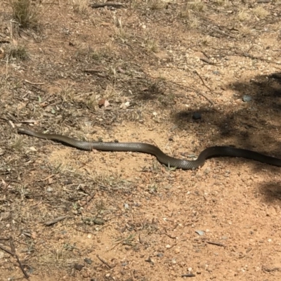 Pseudonaja textilis (Eastern Brown Snake) at Spence, ACT - 27 Nov 2019 by IanPollard