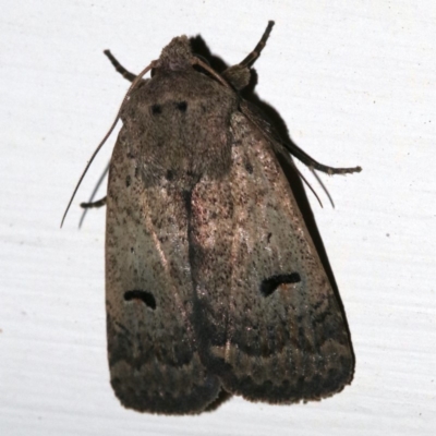 Proteuxoa hypochalchis (Black-bar Noctuid) at Ainslie, ACT - 24 Nov 2018 by jb2602