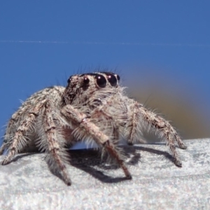 Clynotis severus at Spence, ACT - 27 Nov 2019 09:37 AM