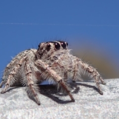 Clynotis severus (Stern Jumping Spider) at Spence, ACT - 26 Nov 2019 by Laserchemisty