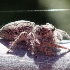 Clynotis severus at Spence, ACT - 27 Nov 2019 09:37 AM