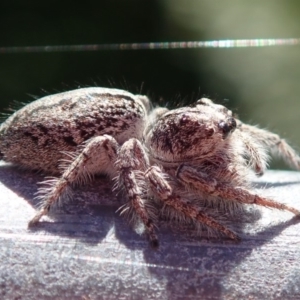 Clynotis severus at Spence, ACT - 27 Nov 2019 09:37 AM