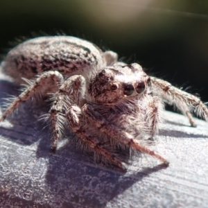 Clynotis severus at Spence, ACT - 27 Nov 2019 09:37 AM