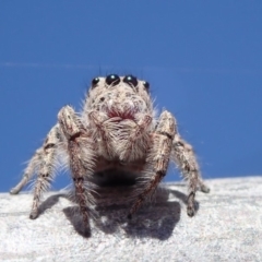 Clynotis severus at Spence, ACT - 27 Nov 2019 09:37 AM