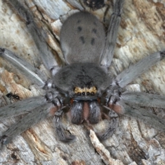 Typostola barbata (Giant Green Huntsman) at Ainslie, ACT - 20 Nov 2019 by jb2602