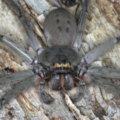 Typostola barbata (Giant Green Huntsman) at Mount Ainslie - 20 Nov 2019 by jb2602