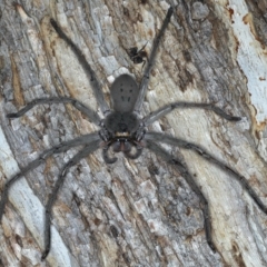 Typostola barbata at Ainslie, ACT - 20 Nov 2019 09:28 PM