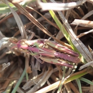 Oedaleus australis at Dunlop, ACT - 25 Nov 2019