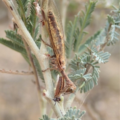 Mantispidae (family) (Unidentified mantisfly) at Dunlop, ACT - 26 Nov 2019 by CathB