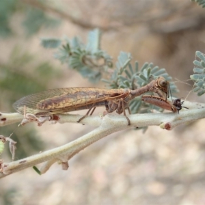 Mantispidae (family) at Dunlop, ACT - 26 Nov 2019