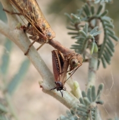 Mantispidae (family) at Dunlop, ACT - 26 Nov 2019