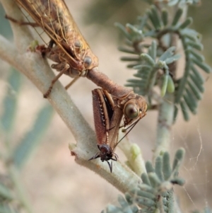 Mantispidae (family) at Dunlop, ACT - 26 Nov 2019 11:35 AM