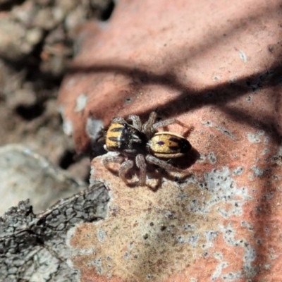 Maratus purcellae (Purcell's peacock spider) at Mount Painter - 27 Nov 2019 by CathB