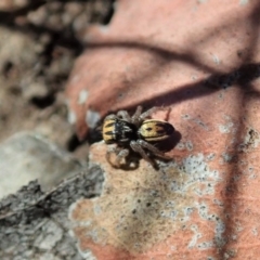 Maratus purcellae at Cook, ACT - suppressed