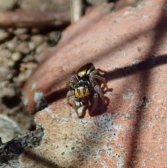 Maratus purcellae at Cook, ACT - 27 Nov 2019