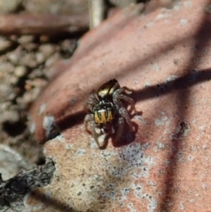 Maratus purcellae at Cook, ACT - 27 Nov 2019