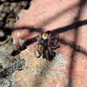 Maratus purcellae at Cook, ACT - suppressed