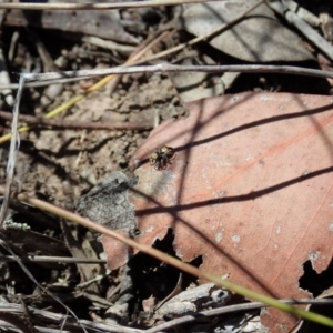 Maratus purcellae at Cook, ACT - 27 Nov 2019