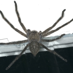 Isopedella cerussata at Ainslie, ACT - 20 Nov 2019 by jb2602