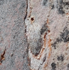 Stenocotis depressa (Leafhopper) at Cook, ACT - 27 Nov 2019 by CathB