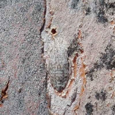 Stenocotis depressa (Leafhopper) at Cook, ACT - 27 Nov 2019 by CathB