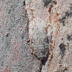 Stenocotis depressa at Cook, ACT - 27 Nov 2019