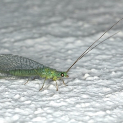 Mallada signatus (Green Lacewing) at Ainslie, ACT - 20 Nov 2019 by jb2602