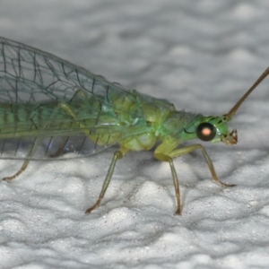 Mallada signatus at Ainslie, ACT - 20 Nov 2019 08:24 PM