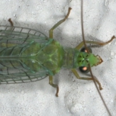 Mallada signatus at Ainslie, ACT - 20 Nov 2019 08:24 PM