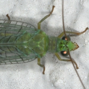 Mallada signatus at Ainslie, ACT - 20 Nov 2019 08:24 PM