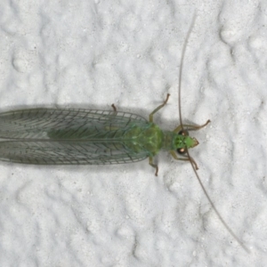 Mallada signatus at Ainslie, ACT - 20 Nov 2019 08:24 PM