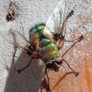 Rutilia (Chrysorutilia) formosa at Cook, ACT - 27 Nov 2019