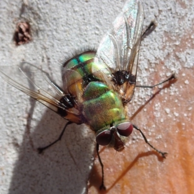 Rutilia (Chrysorutilia) formosa (A Bristle fly) at Cook, ACT - 27 Nov 2019 by CathB