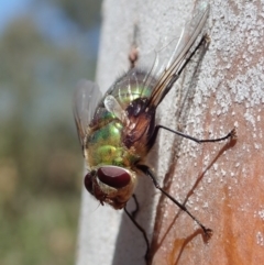 Rutilia (Chrysorutilia) formosa at Cook, ACT - 27 Nov 2019